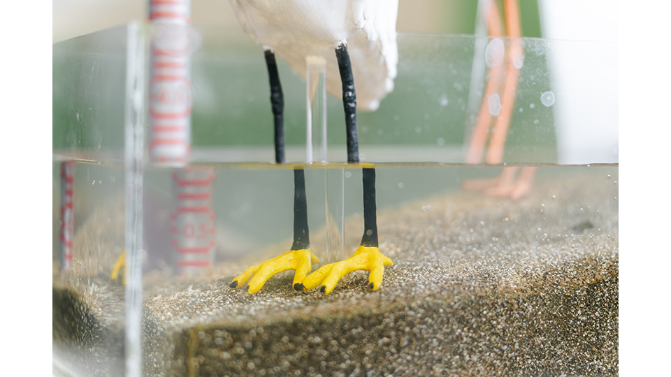 藉由控制水位高低此一變因，台電成功營造適合不同體型條件的鳥類群體覓食的環境。